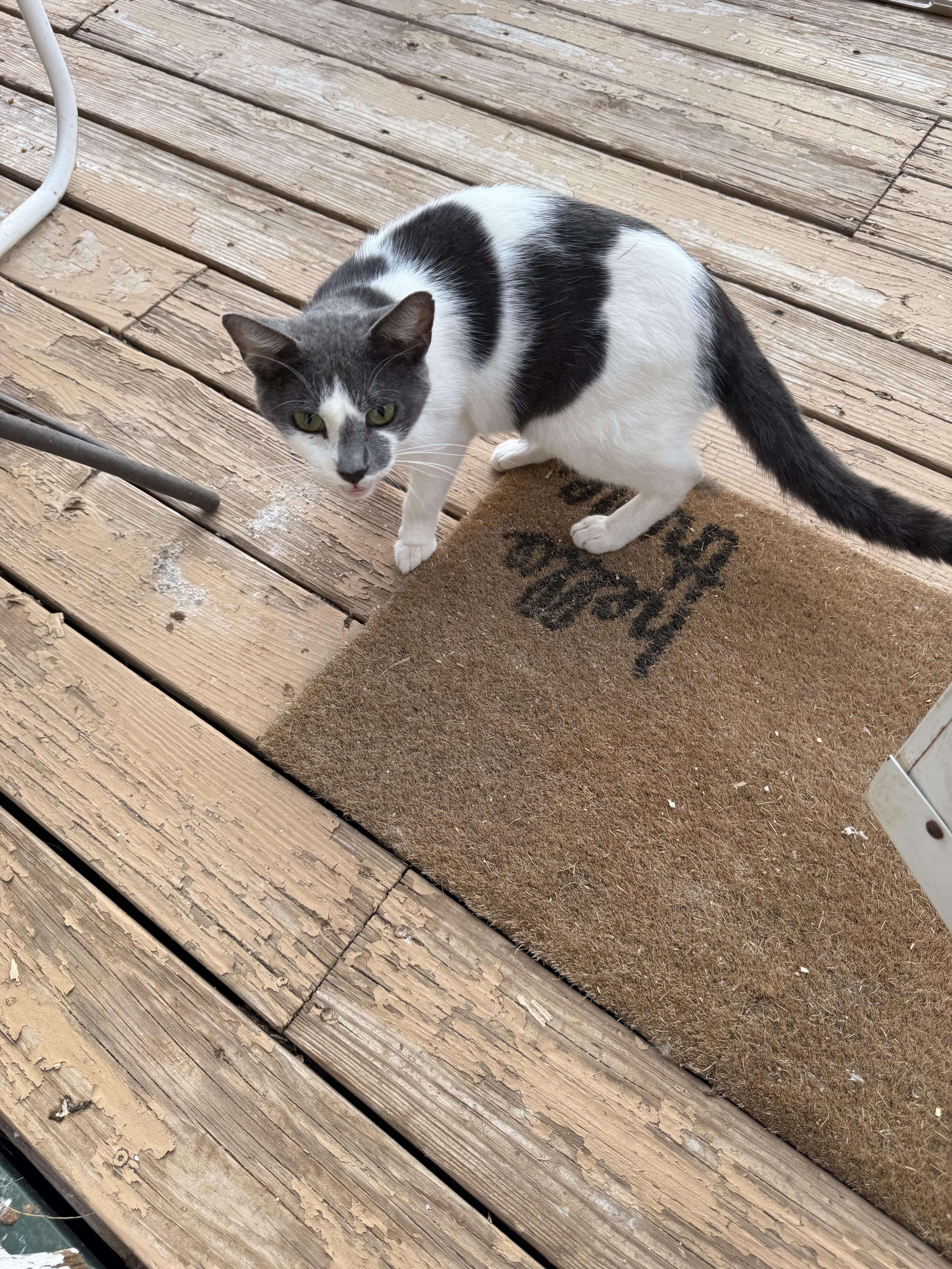 Pretty Boy, an adoptable Domestic Short Hair in Snyder, TX, 79550 | Photo Image 1