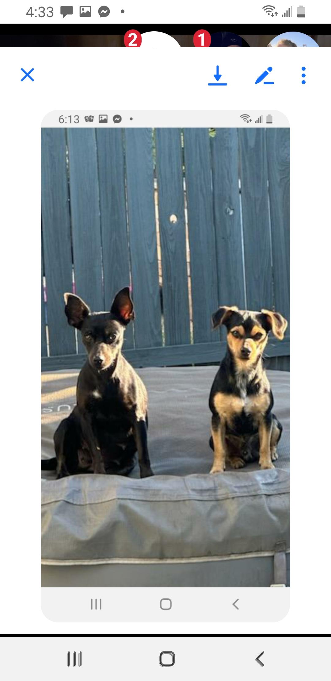 Enlarge Mama Mia, a Adoptable mixed breed in Murphys, CA image 1/1