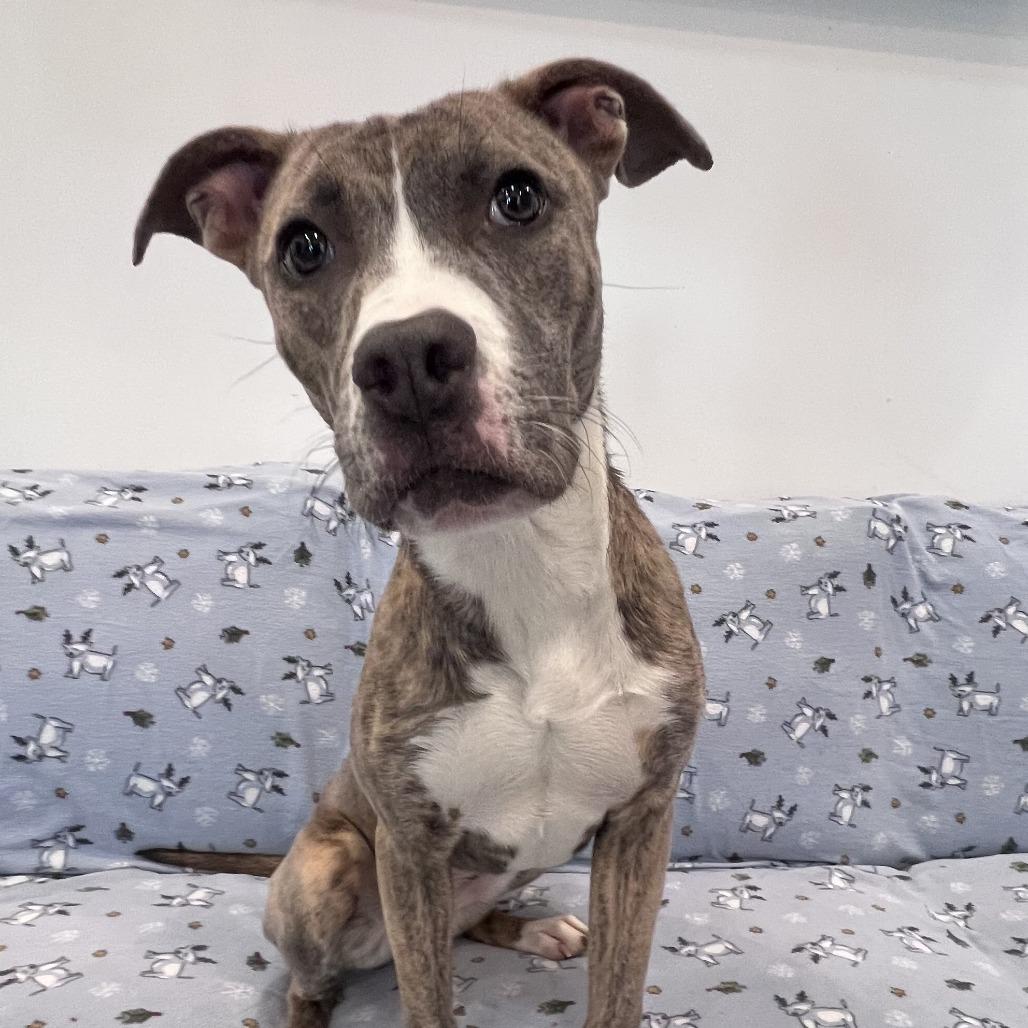 Enlarge Mabel, a Adoptable mixed breed in Chicago, IL image 1/5