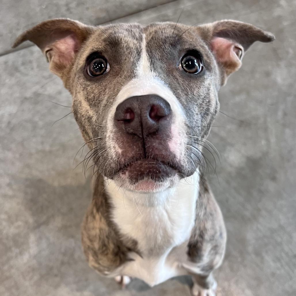 Enlarge Mabel, a Adoptable mixed breed in Chicago, IL image 2/5