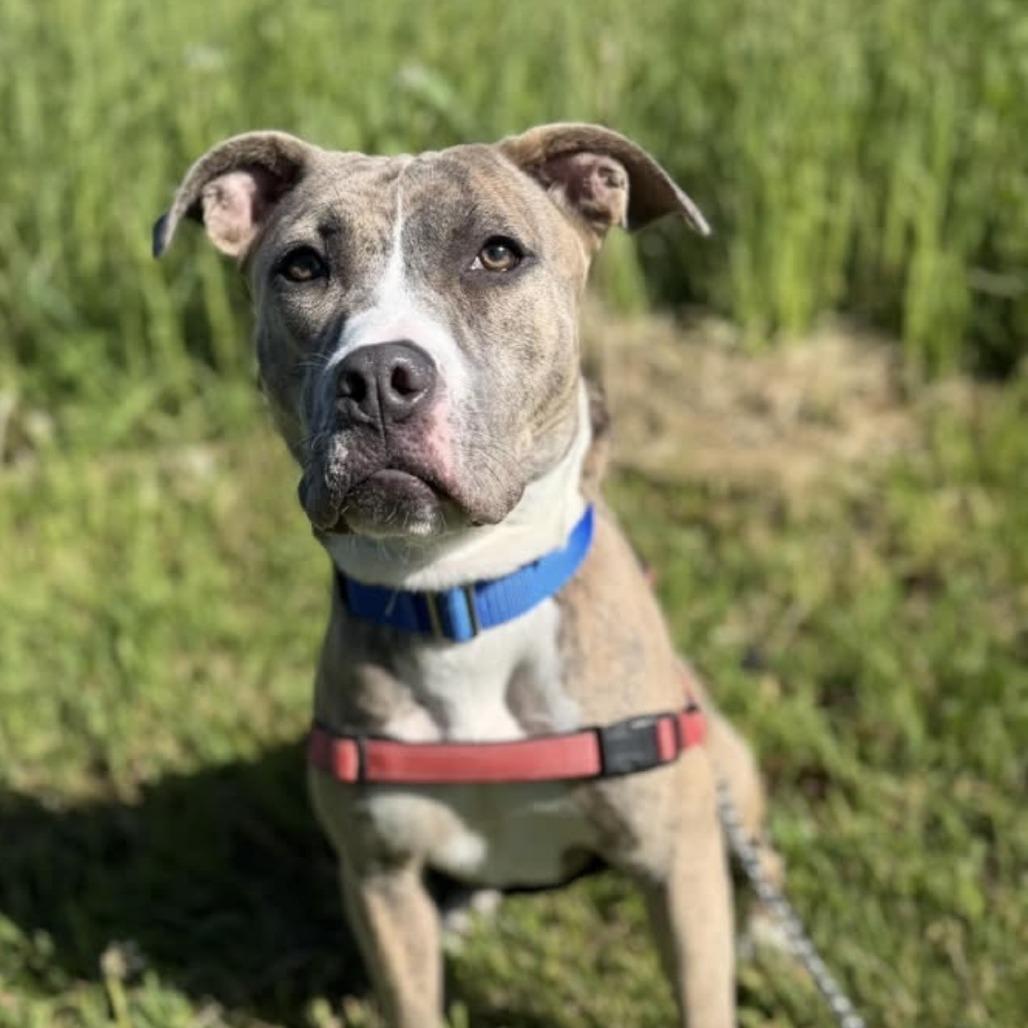 Mabel, Adoptable, Young Female Terrier & Mixed Breed.