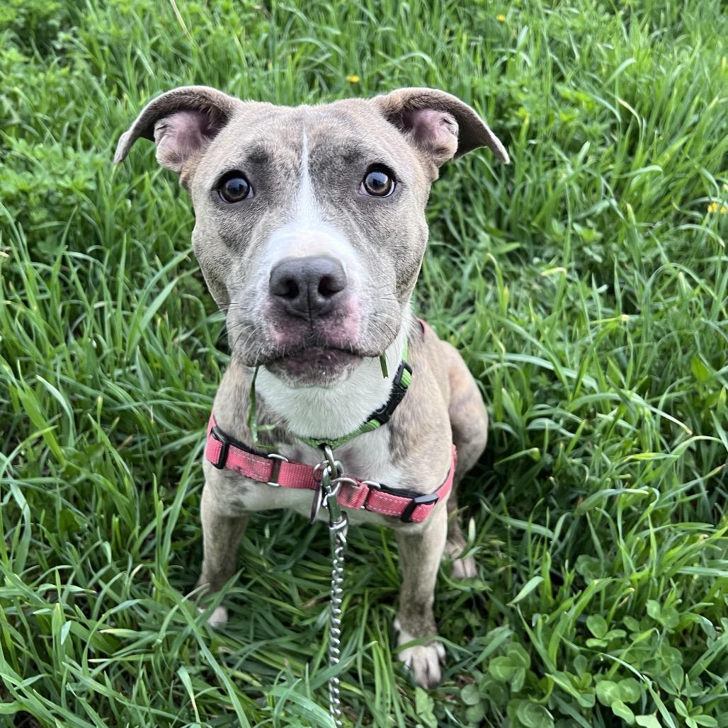 Enlarge Mabel, a Adoptable mixed breed in Chicago, IL image 3/6