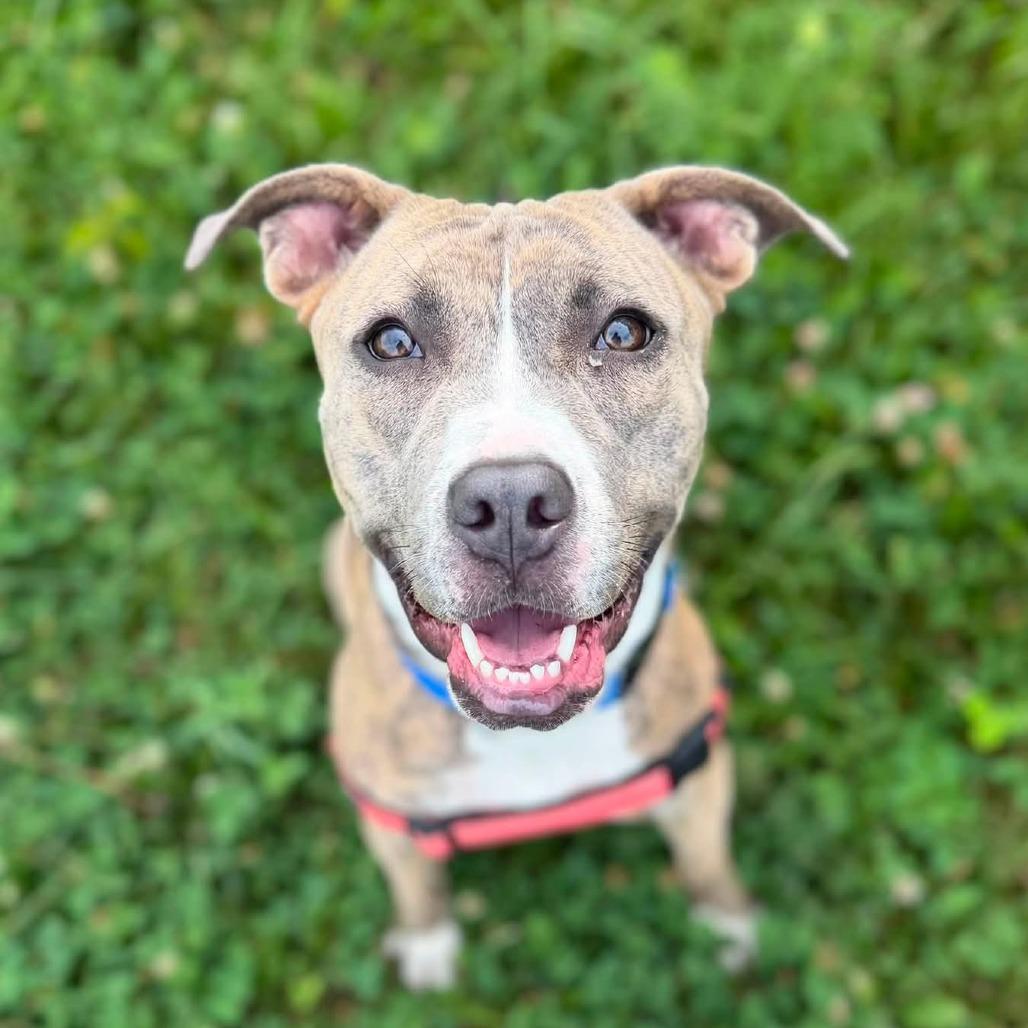 Mabel, Adoptable, Young Female Terrier & Mixed Breed.
