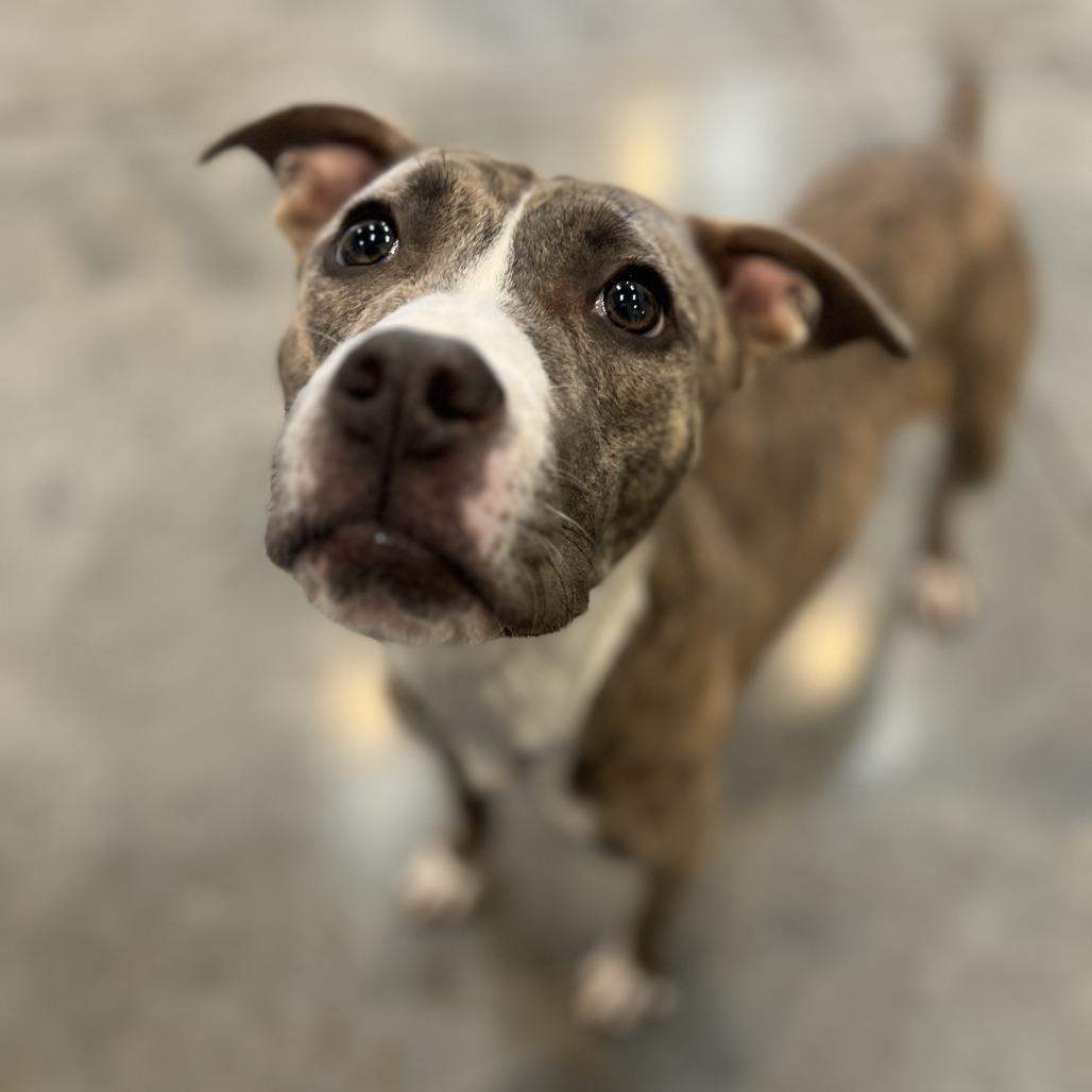 Enlarge Mabel, a Adoptable mixed breed in Chicago, IL image 3/5