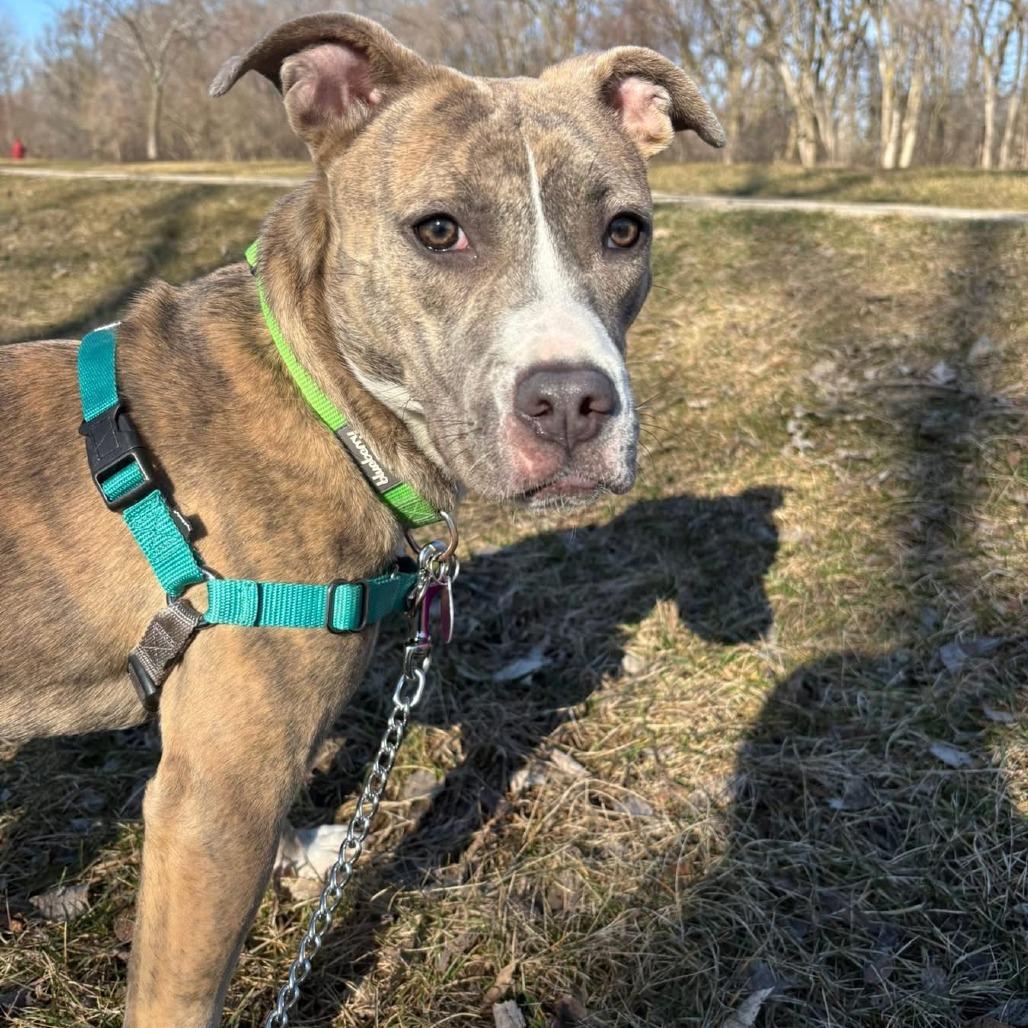 Mabel, a Adoptable mixed breed in Chicago, IL image 3/6