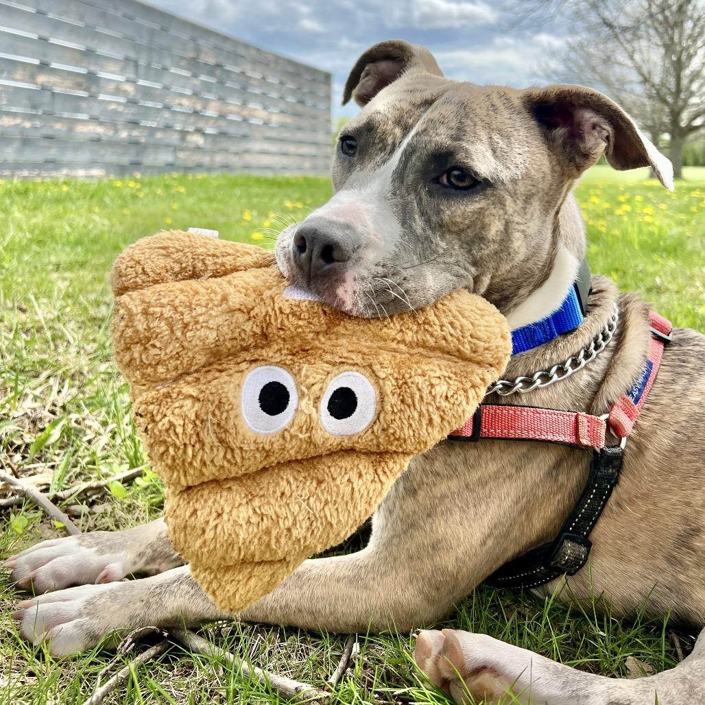 Mabel, a Adoptable mixed breed in Chicago, IL image 4/6