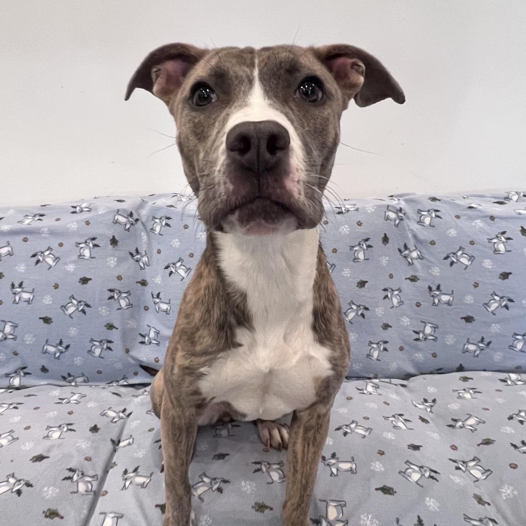 Enlarge Mabel, a Adoptable mixed breed in Chicago, IL image 4/5