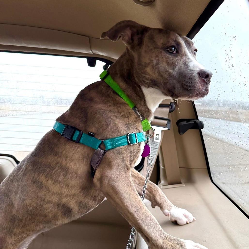 Mabel, a Adoptable mixed breed in Chicago, IL image 5/6