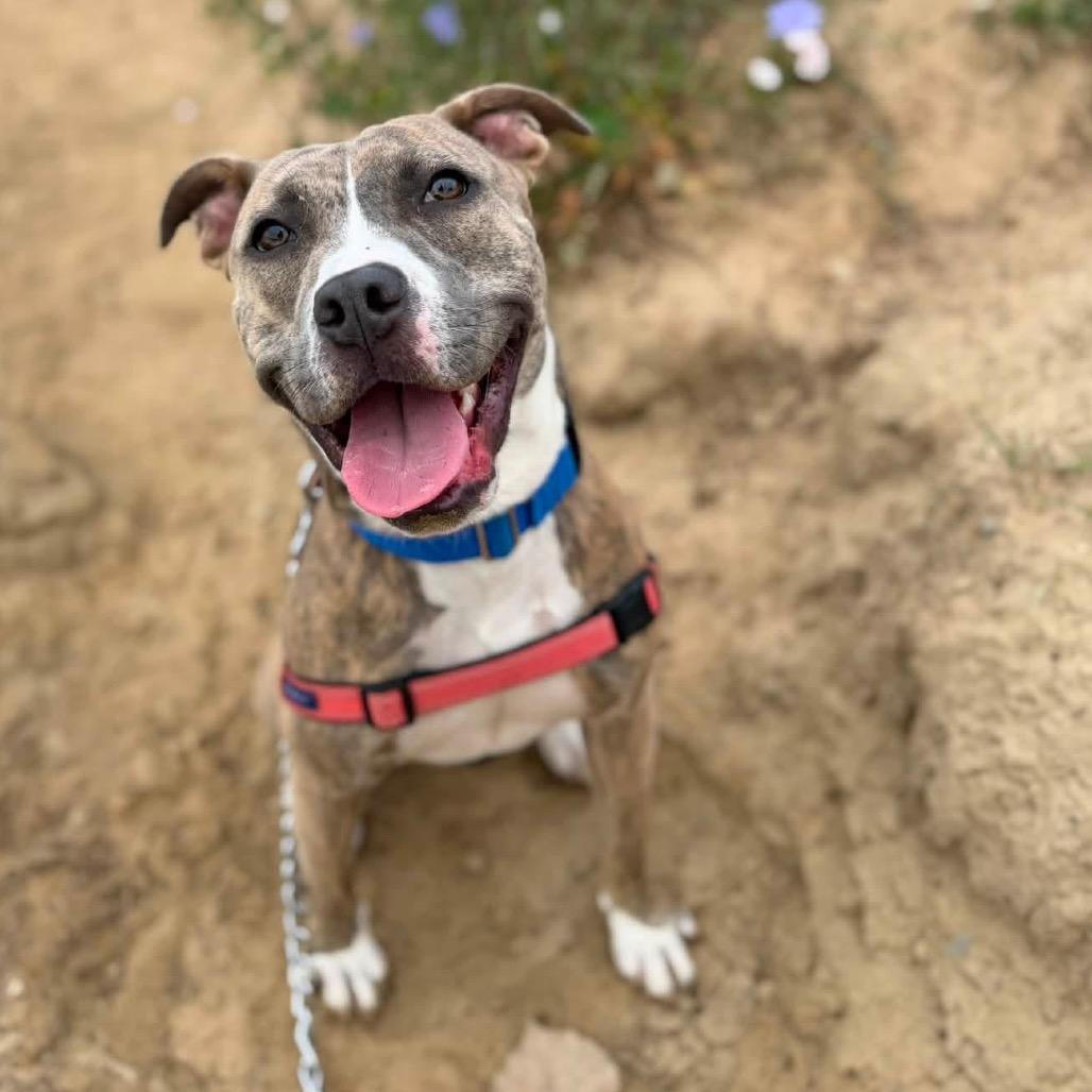 Mabel, a Adoptable mixed breed in Chicago, IL image 6/6