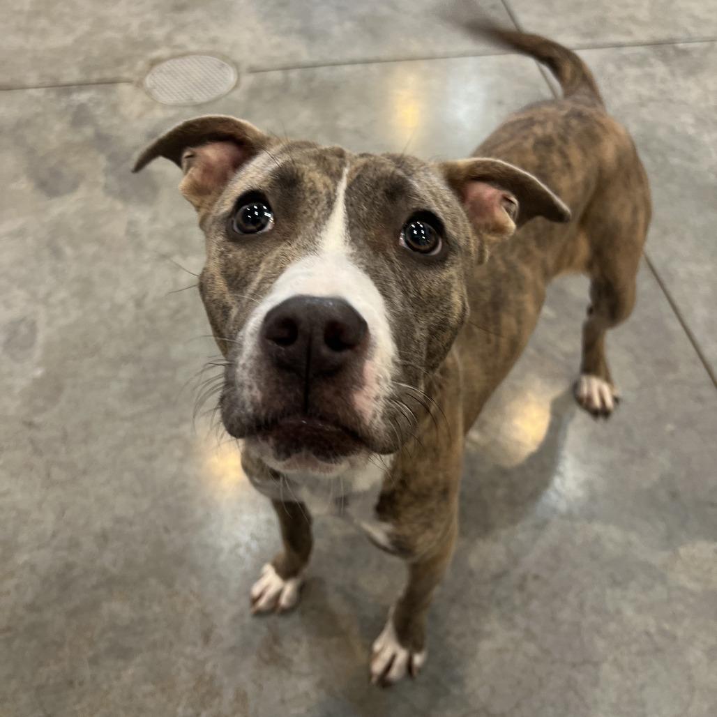 Enlarge Mabel, a Adoptable mixed breed in Chicago, IL image 5/5