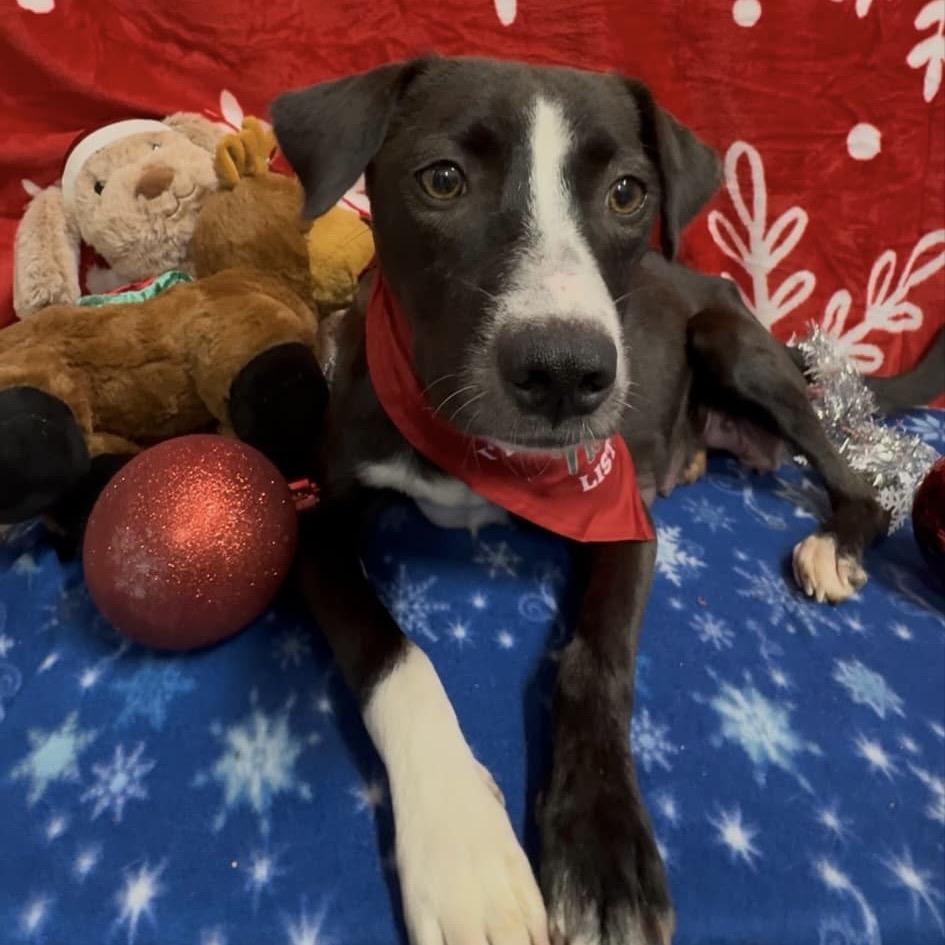 Ribbon, Adoptable, Adult Female Mixed Breed.
