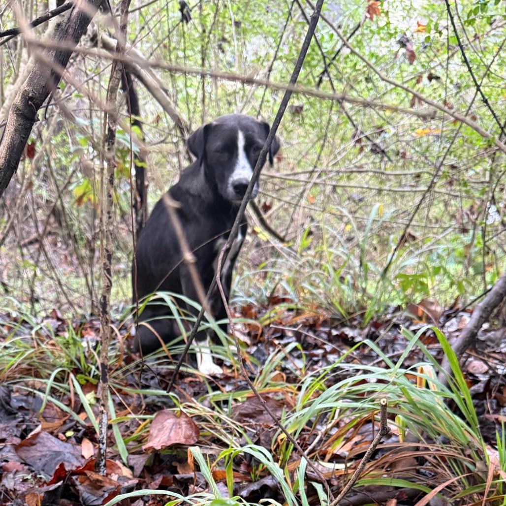 Enlarge Ribbon, a Adoptable Mixed Breed in Monroeville, AL image 2/2
