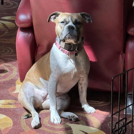Yuno, an adoptable mixed breed in Midlothian, VA image 5/6