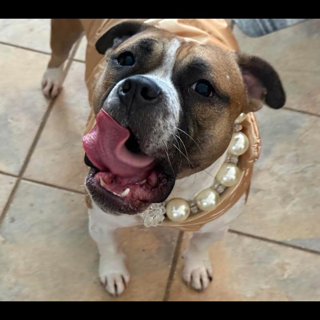 Enlarge Yuno, a Adoptable mixed breed in Midlothian, VA image 2/4