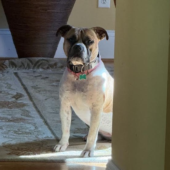 Yuno, an adoptable mixed breed in Midlothian, VA image 2/6