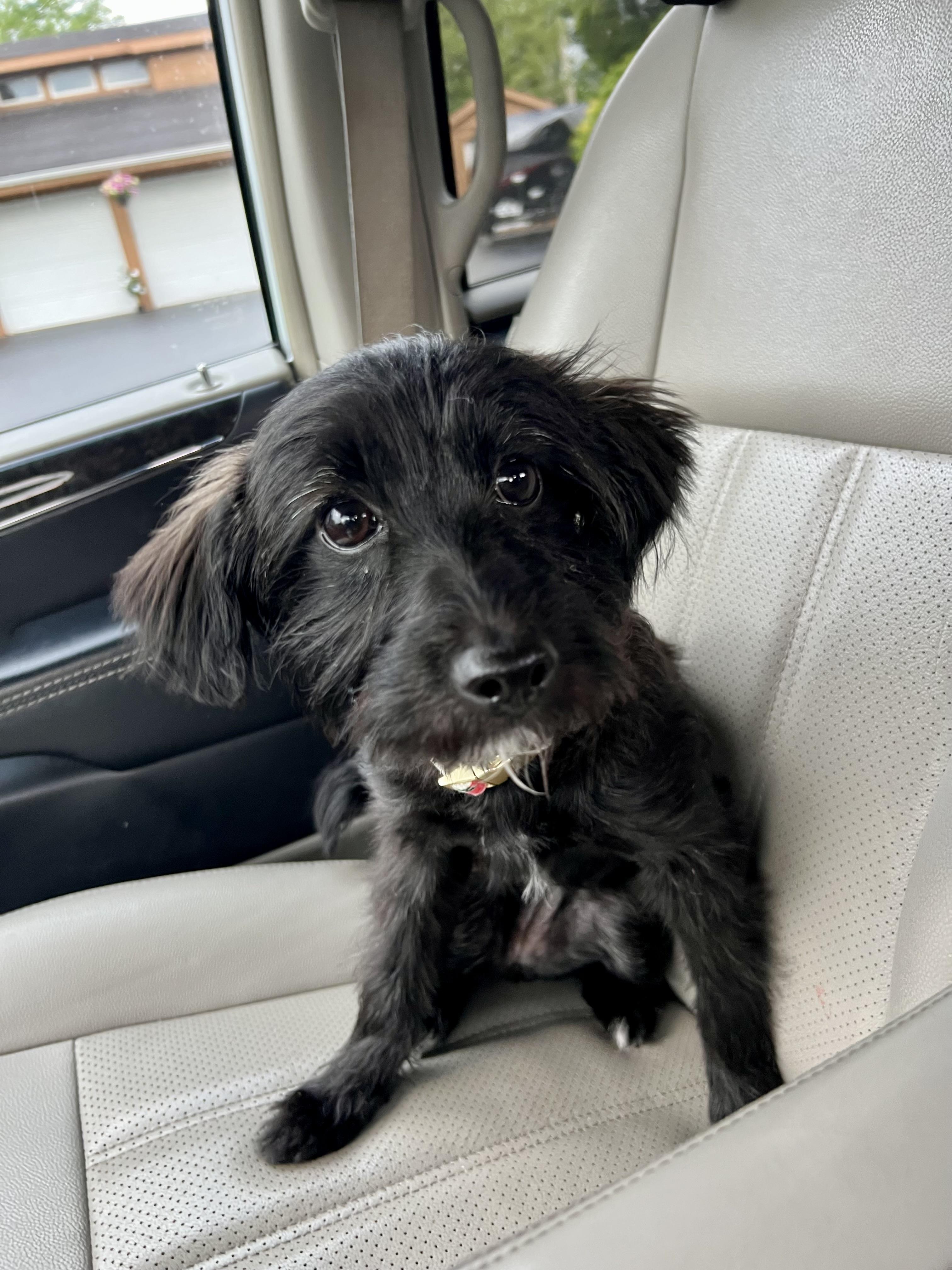 Enlarge Truffle, an adopted mixed breed in Mokena, IL image 1/5