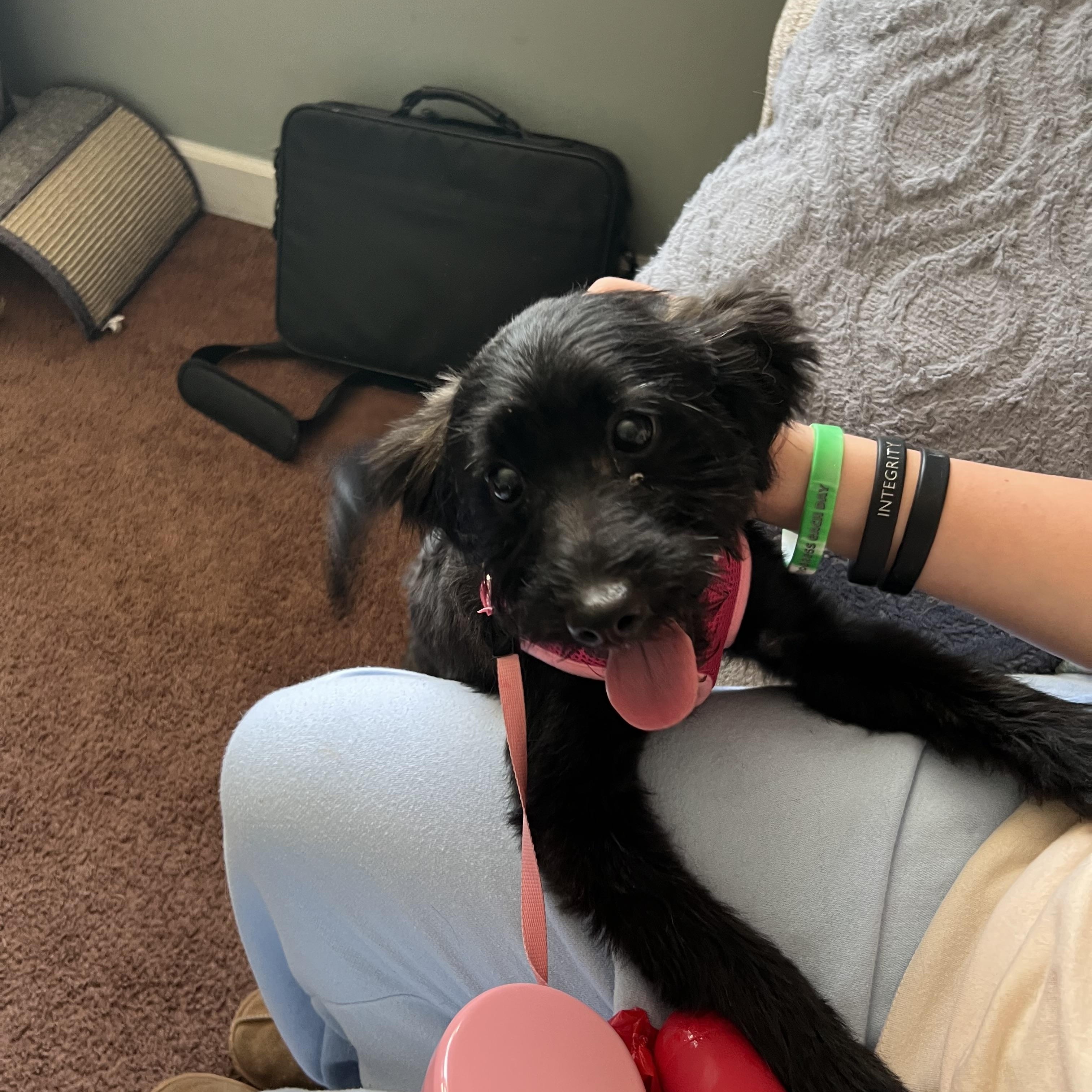 Enlarge Truffle, an adopted mixed breed in Mokena, IL image 3/5