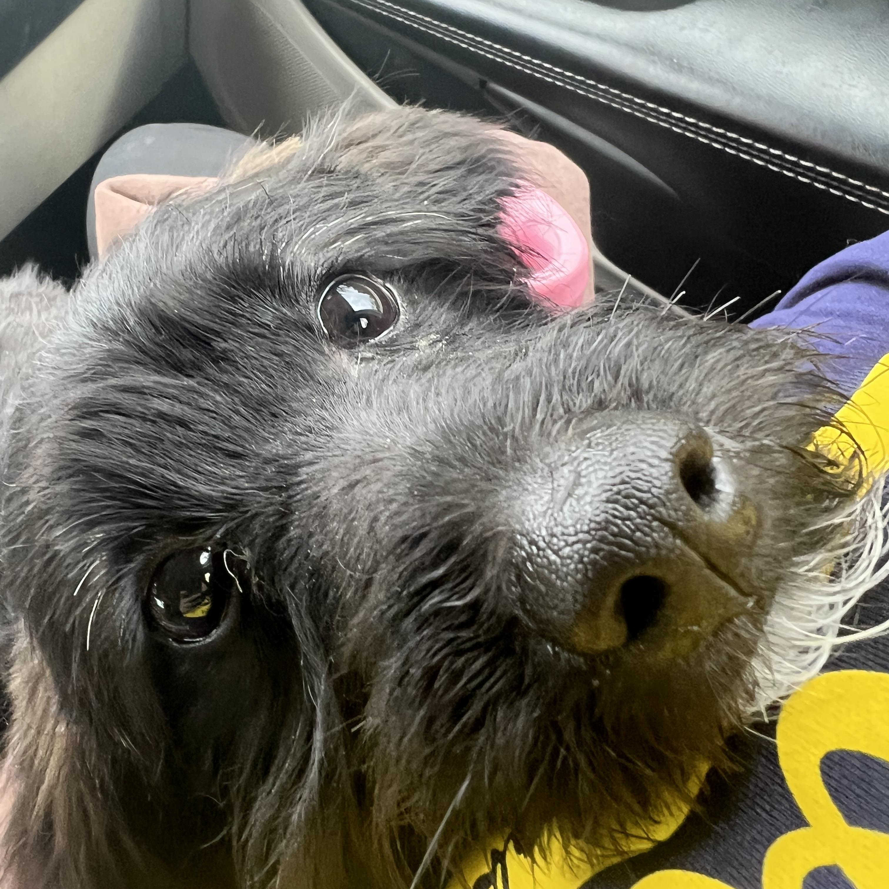 Enlarge Truffle, an adopted mixed breed in Mokena, IL image 4/5