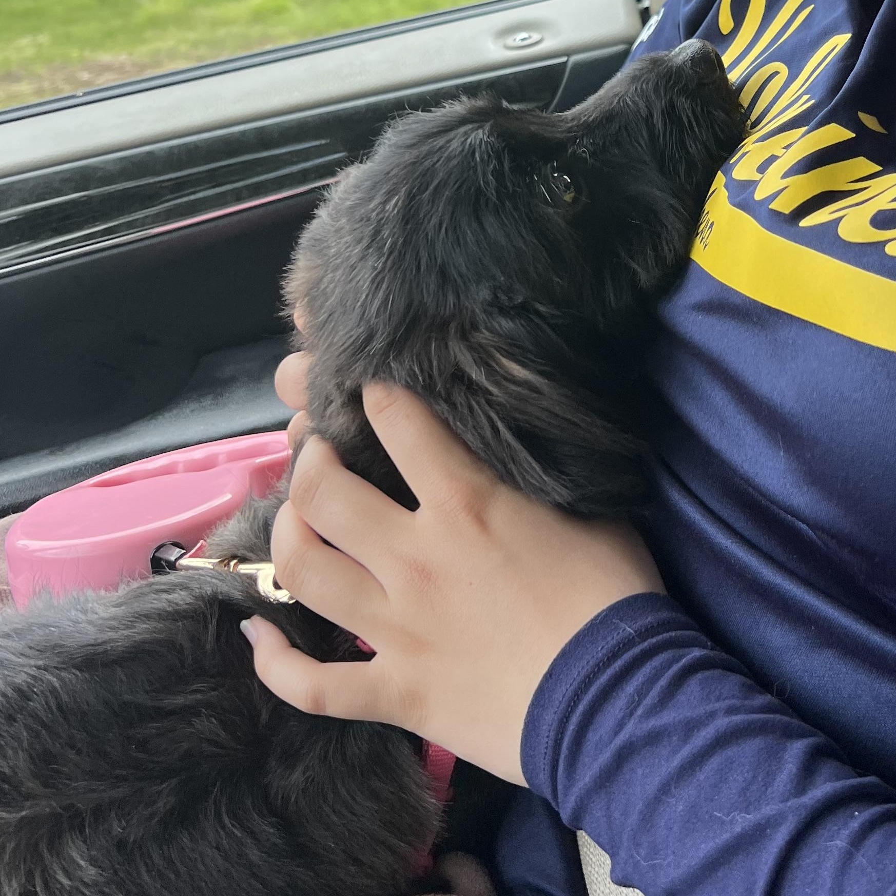 Enlarge Truffle, an adopted mixed breed in Mokena, IL image 5/5