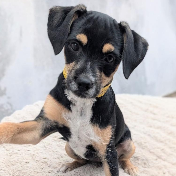 Fixxxer, an adoptable Entlebucher, Australian Terrier in San Diego, CA, 92117 | Photo Image 1