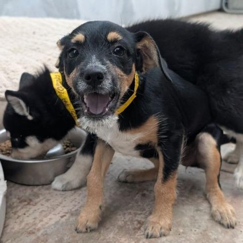 Fixxxer, an adoptable Entlebucher, Australian Terrier in San Diego, CA, 92117 | Photo Image 3