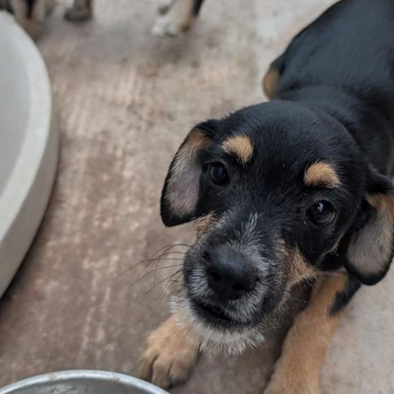 Fixxxer, an adoptable Entlebucher, Australian Terrier in San Diego, CA, 92117 | Photo Image 2