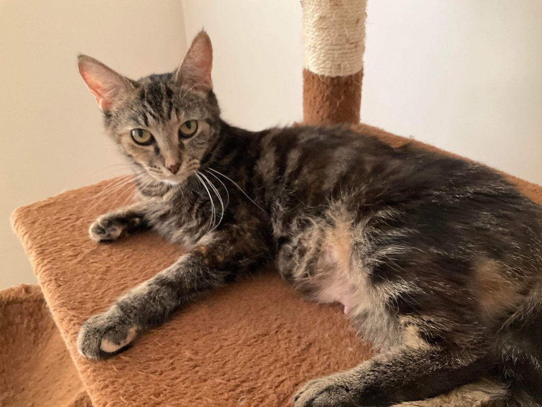 Hanna, a Adoptable Domestic Short Hair in Garden City, MI image 2/5