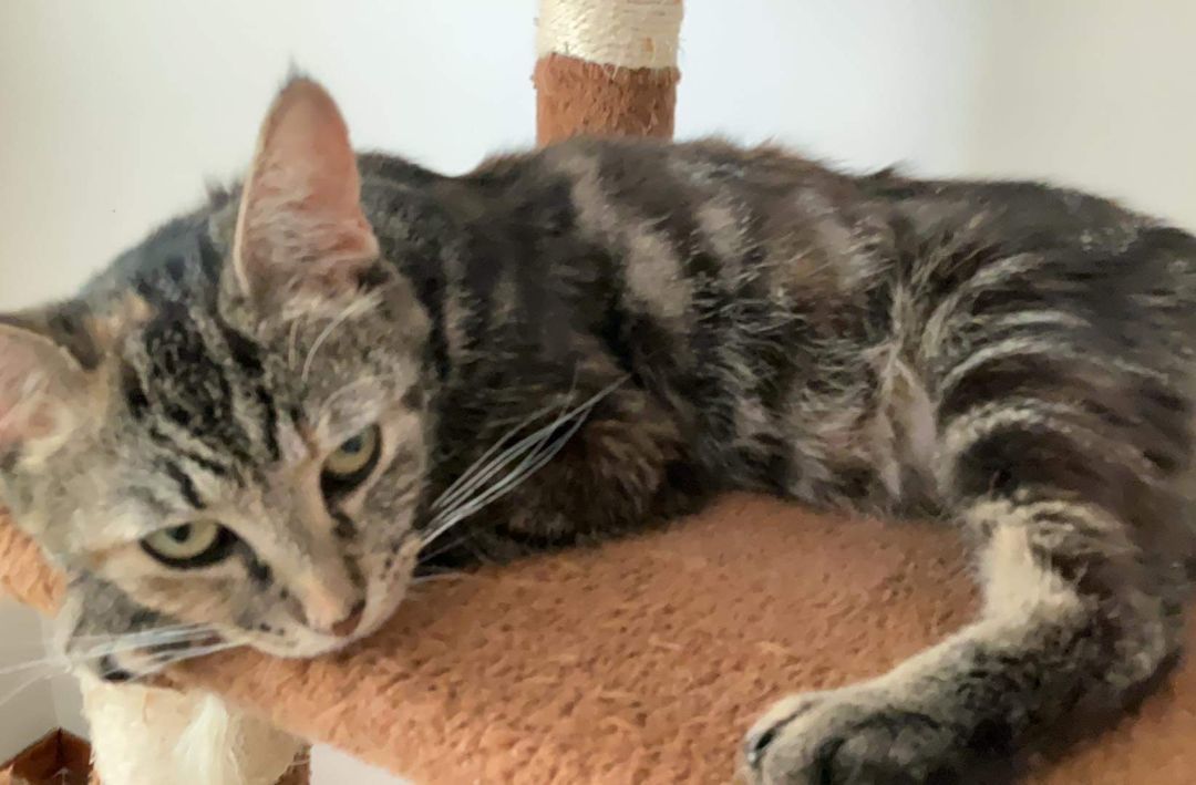 Hanna, a Adoptable Domestic Short Hair in Garden City, MI image 3/5