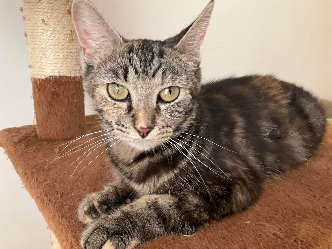 Hanna, a Adoptable Domestic Short Hair in Garden City, MI image 4/5