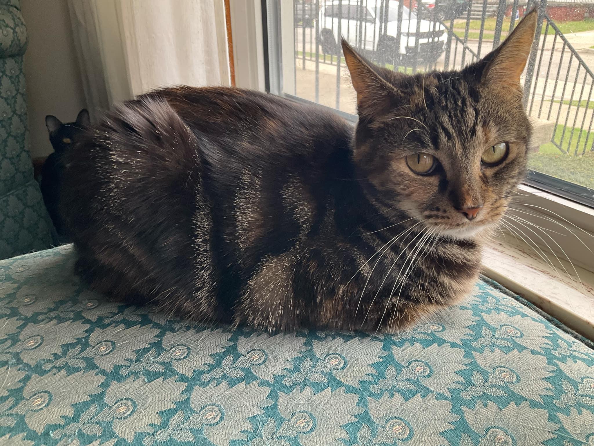 Hanna, a Adoptable Domestic Short Hair in Garden City, MI image 5/5