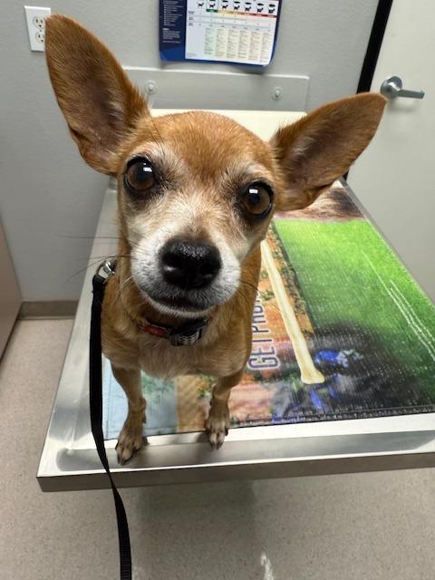 Lupe (Stella), a Adoptable Chihuahua in El Cajon, CA image 1/6