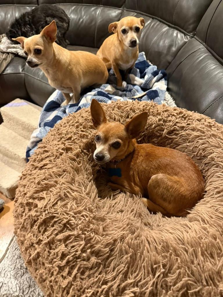 Lupe (Stella), a Adoptable Chihuahua in El Cajon, CA image 2/6