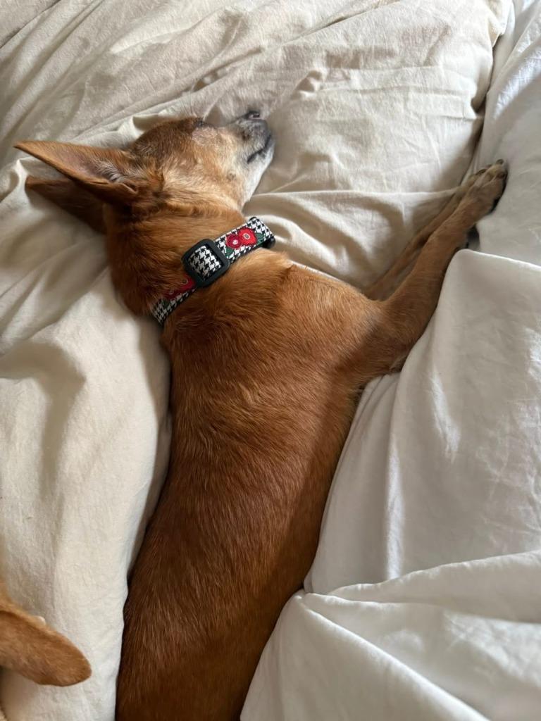 Lupe (Stella), a Adoptable Chihuahua in El Cajon, CA image 3/6