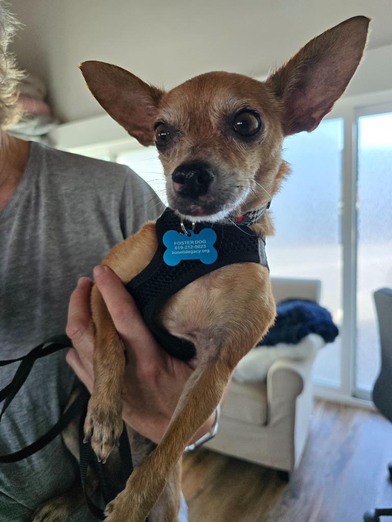 Lupe (Stella), a Adoptable Chihuahua in El Cajon, CA image 4/6