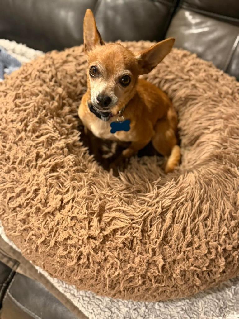 Lupe (Stella), a Adoptable Chihuahua in El Cajon, CA image 5/6