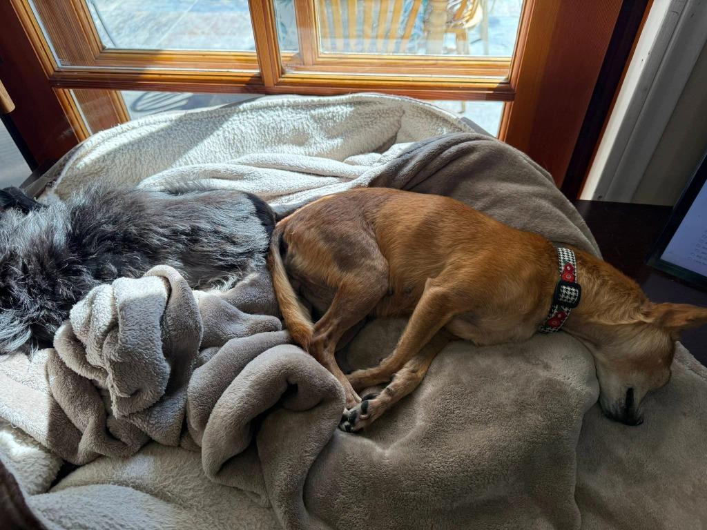 Lupe (Stella) — thumbnail 6