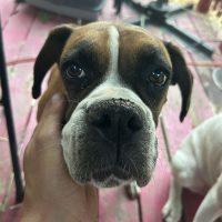 Enlarge Toffee, a ADOPTABLE Boxer in Davis, CA image 2/4