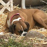 Enlarge Toffee, a ADOPTABLE Boxer in Davis, CA image 3/4