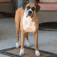 Toffee, ADOPTABLE, Adult Female Boxer.
