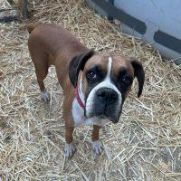 Enlarge Toffee, a ADOPTABLE Boxer in Davis, CA image 4/4