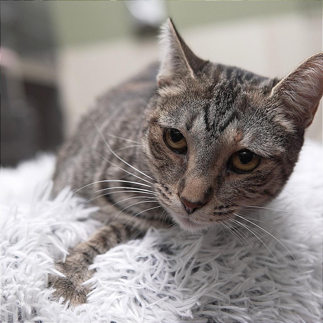 Mable, Adoptable, Adult Female Domestic Short Hair.