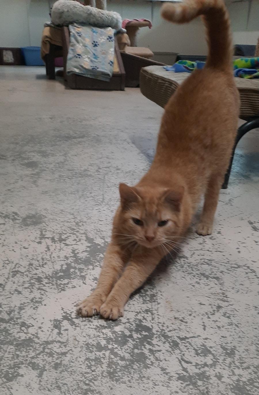 Dreamsicle, a ADOPTABLE mixed breed in Metropolis, IL image 2/2