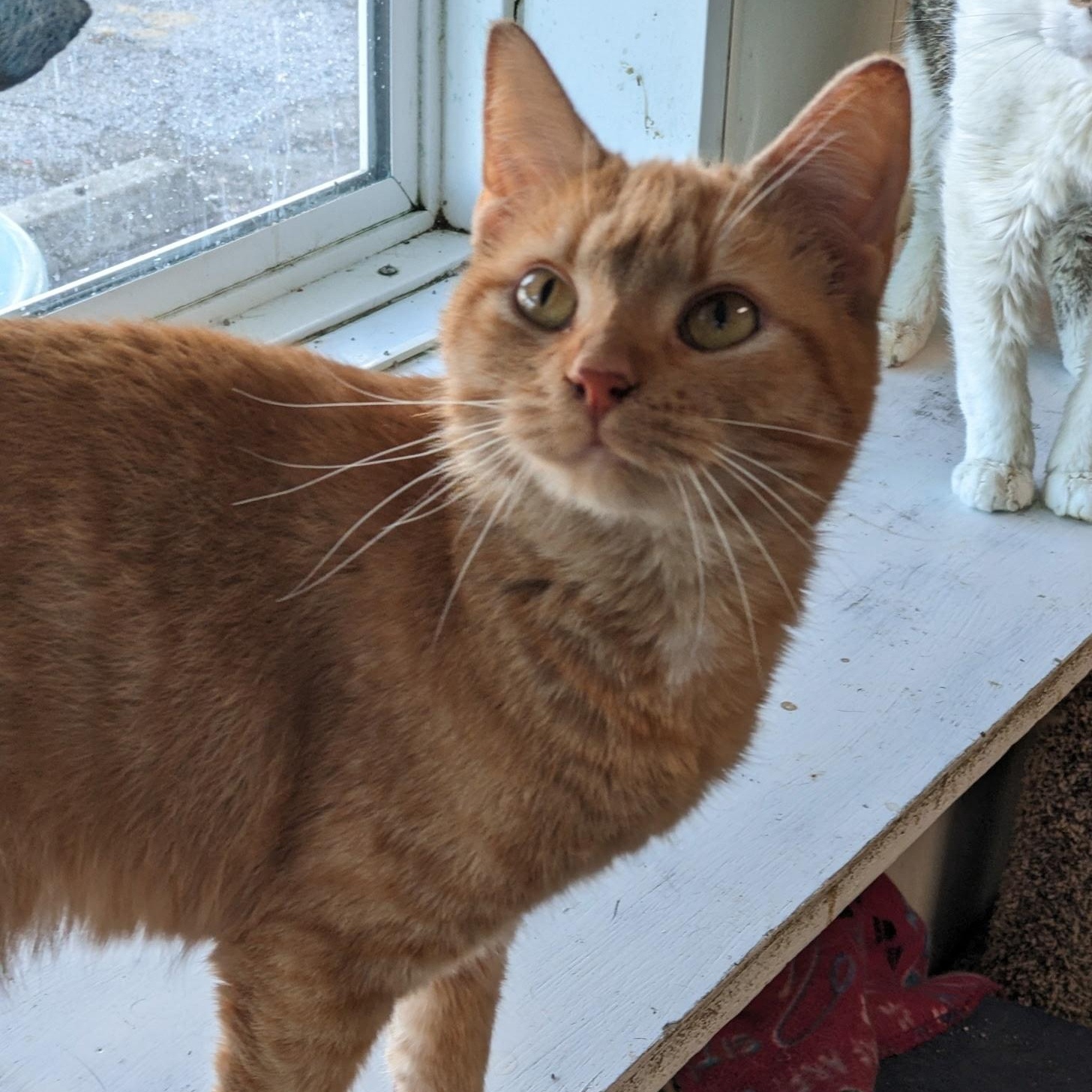 Dreamsicle, a ADOPTABLE mixed breed in Metropolis, IL image 1/2