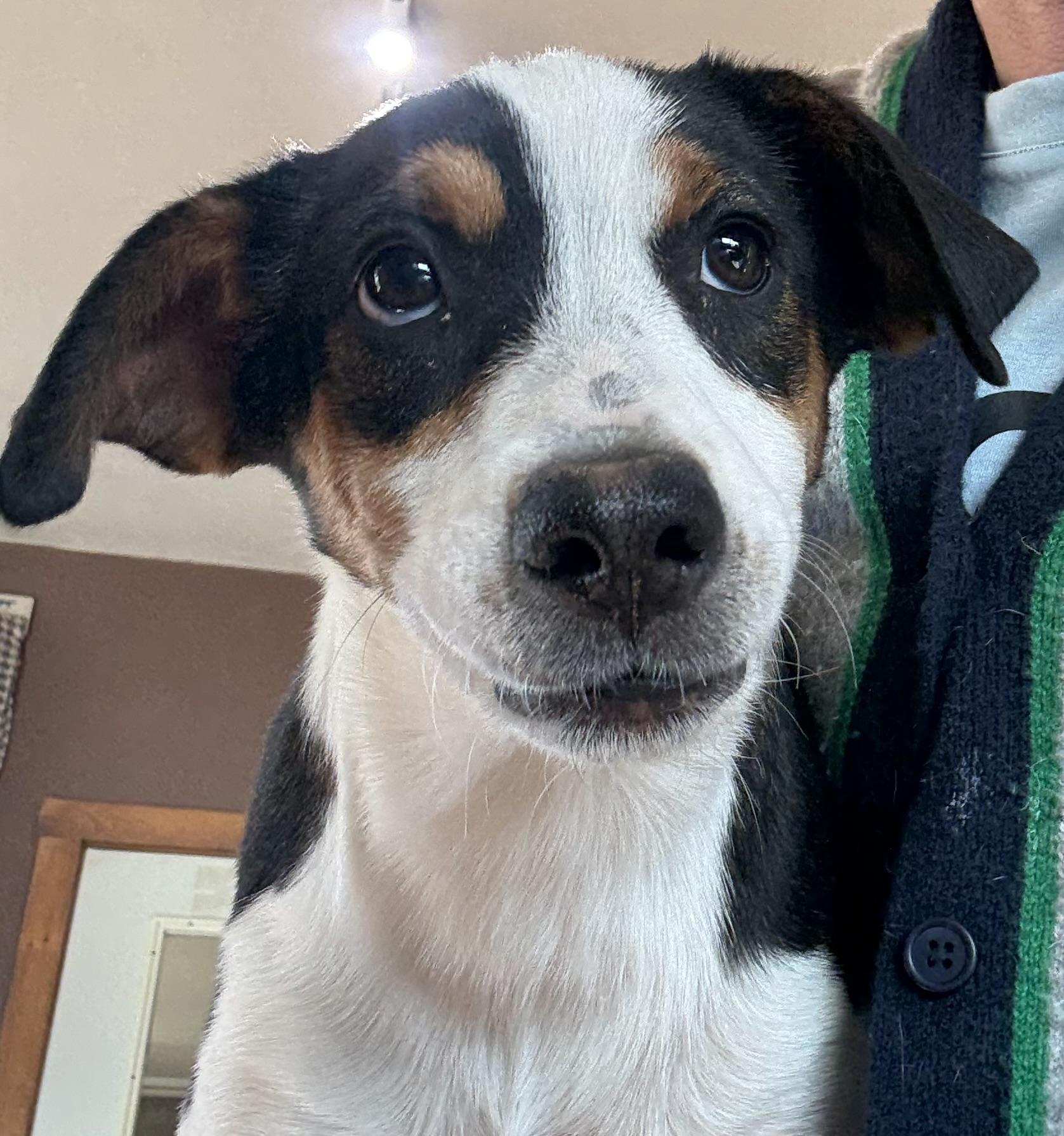 Bean, Adoptable, Puppy Female Australian Cattle Dog / Blue Heeler.