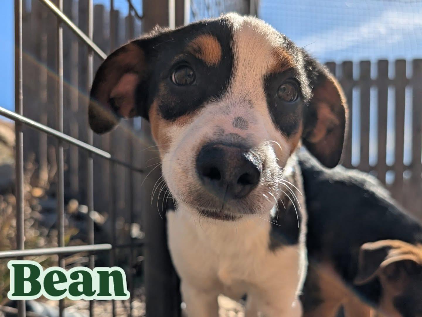 Enlarge Bean, a Adoptable mixed breed in Crested Butte , CO image 2/2