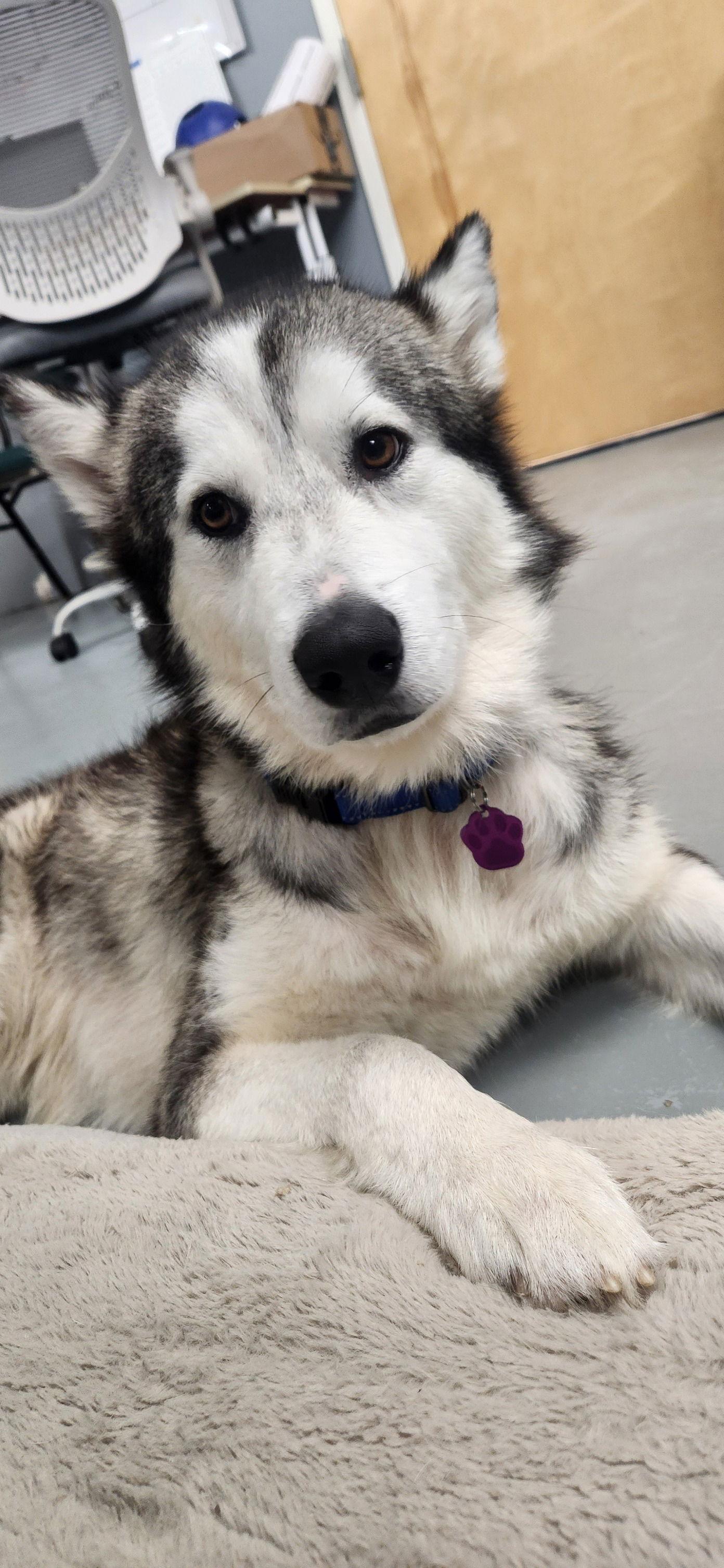 Nebraska - ON HOLD - NO MORE APPLICATIONS, a Adoptable Siberian Husky in Millersville, MD image 1/3