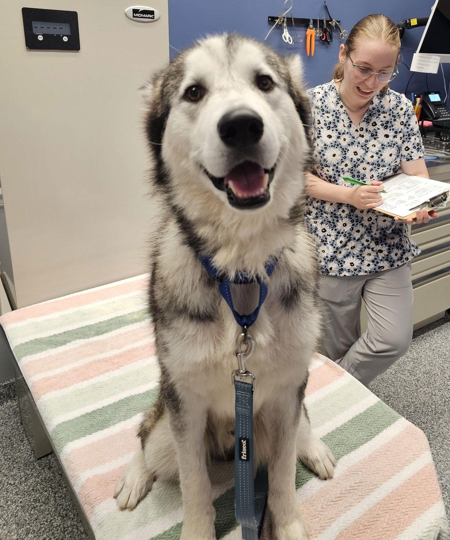 Nebraska - ON HOLD - NO MORE APPLICATIONS, a Adoptable Siberian Husky in Millersville, MD image 2/3