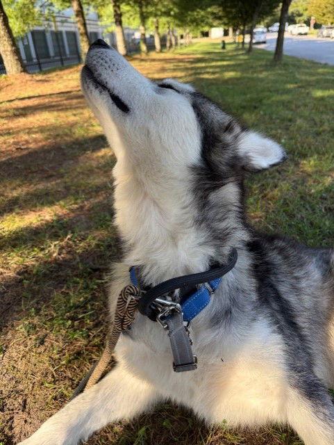 Nebraska - ON HOLD - NO MORE APPLICATIONS, a Adoptable Siberian Husky in Millersville, MD image 3/3