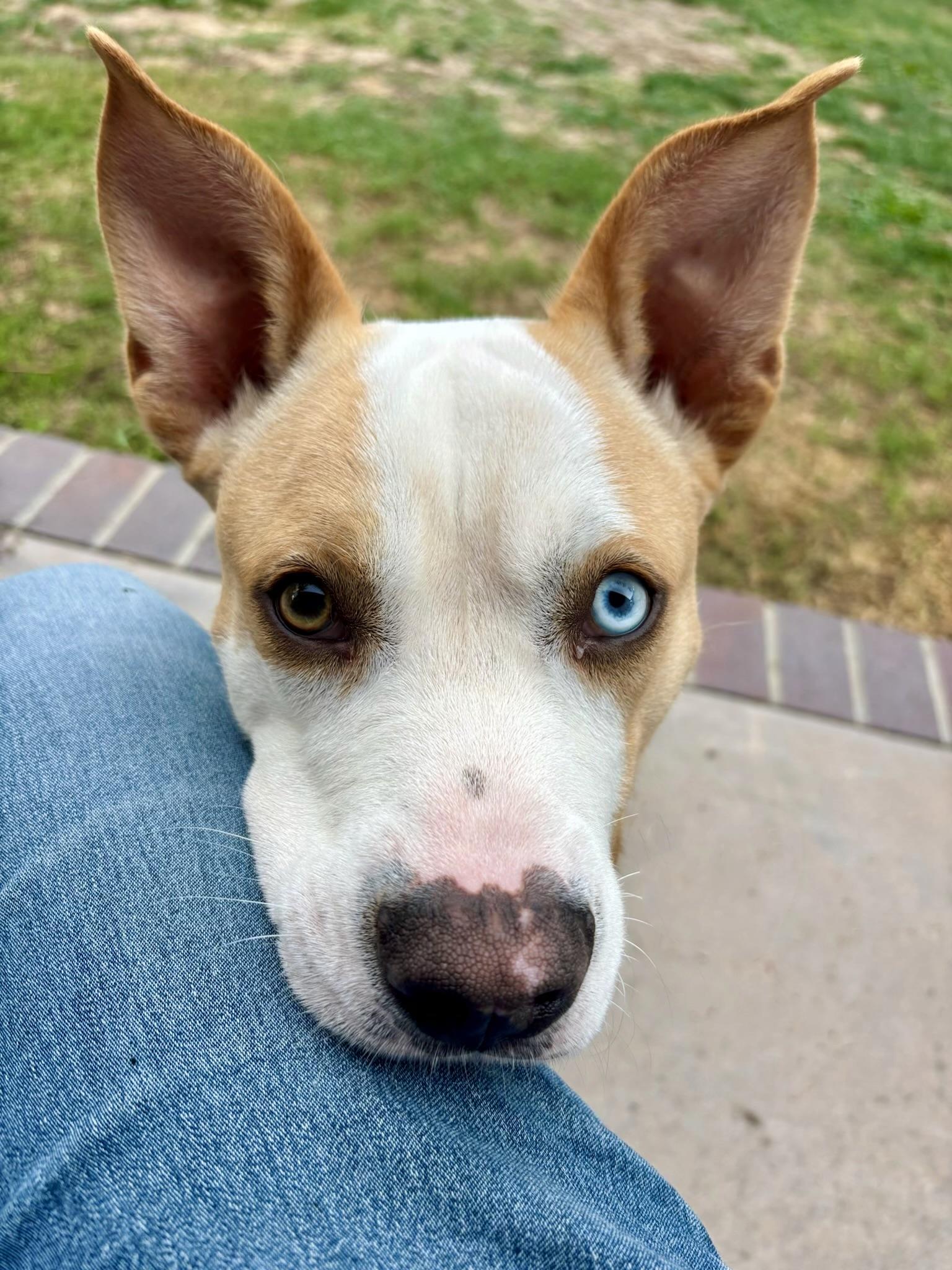 Teddy, Adoptable, Young Male Chihuahua.
