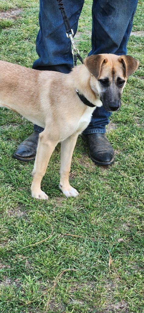 Enlarge Munchee AKA Alice, a Adoptable mixed breed in Hillsborough, NJ image 2/4